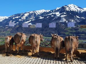 ZF OB Gregor ENZI  von Ah Sepp Giswil B70